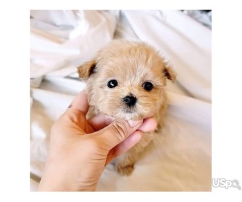Maltipoo Puppies for Adoption – Healthy, Playful & Ready for New Homes