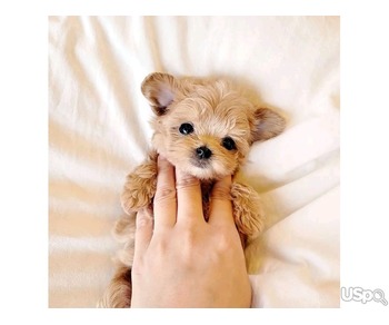 Maltipoo Puppies for Adoption – Healthy, Playful & Ready for New Homes