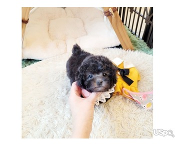Maltipoo puppies for adoption