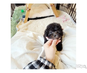 Maltipoo puppies for adoption