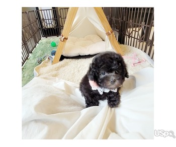 Maltipoo puppies for adoption