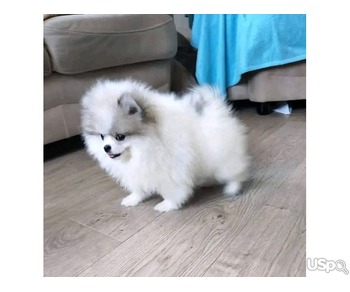 Pomeranian puppy for adoption
