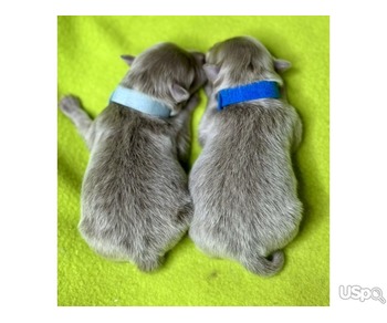 Puppy  +1 (346) 645-3299
