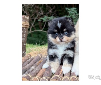 Pomeranian puppy  +1 (346) 645-3299