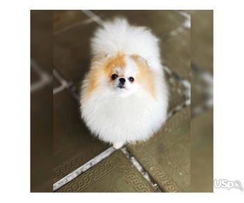 Pomeranian puppy  +1 (346) 645-3299