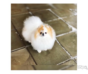 Pomeranian puppy  +1 (346) 645-3299