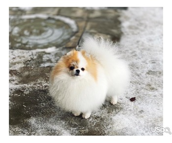 Pomeranian puppy  +1 (346) 645-3299