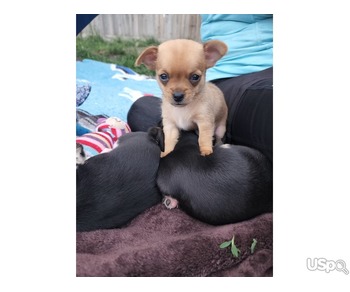 Puppy  +1 (346) 645-3299
