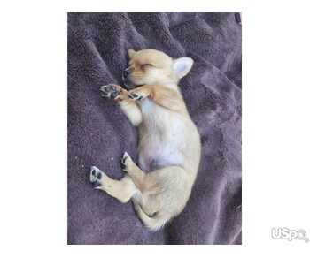 Puppy  +1 (346) 645-3299