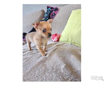 Puppy  +1 (346) 645-3299