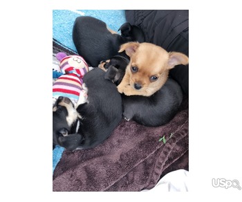 Puppy  +1 (346) 645-3299