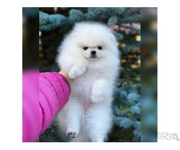 Pomeranian puppy for adoption