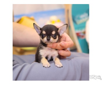 chihuahua puppy