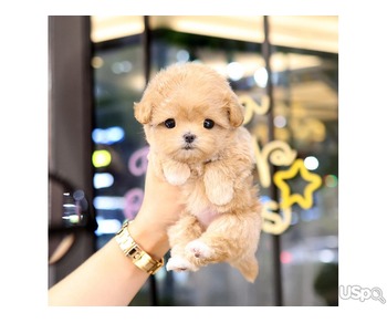 chihuahua puppy