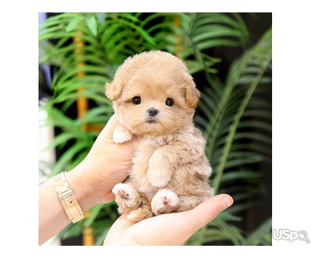 chihuahua puppy