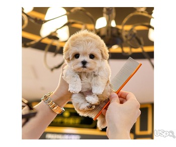 maltipoo puppy