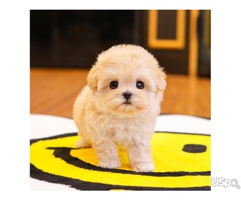 maltipoo puppy