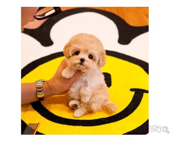 maltipoo puppy