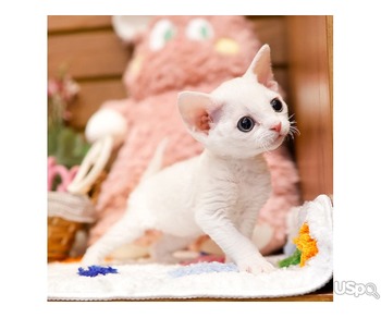 Devonrex kitten