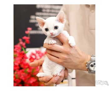 Devonrex kitten