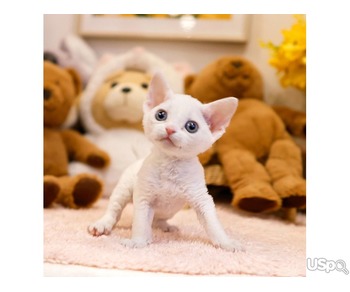 Devonrex kitten for adoption