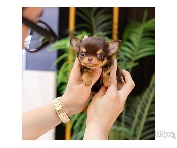 chihuahua puppy