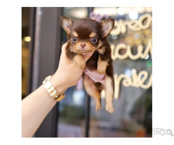 chihuahua puppy