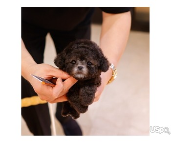 toy poodle puppies
