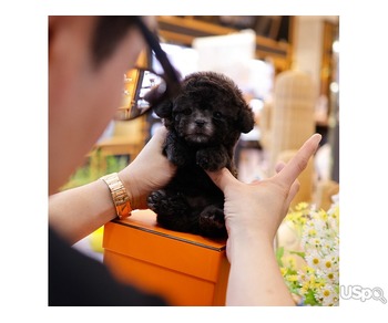 toy poodle puppies
