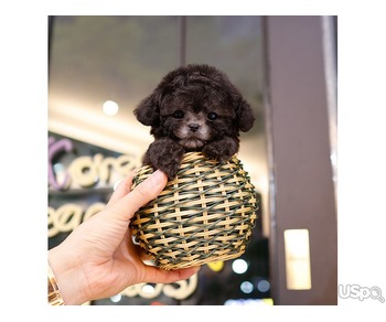 toy poodle puppies