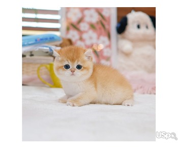 Sweet British Shorthair Kitten