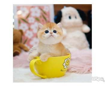Sweet British Shorthair Kitten