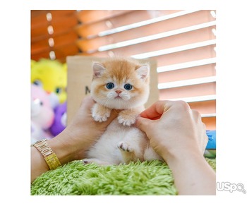 Sweet British Shorthair Kitten
