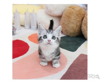 stunning  Munchkin kittens