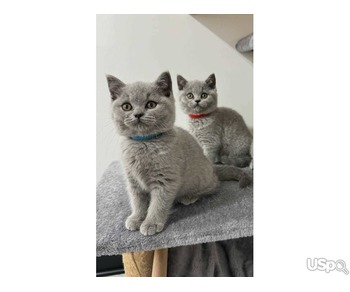 quality purebred british shorthair kittens