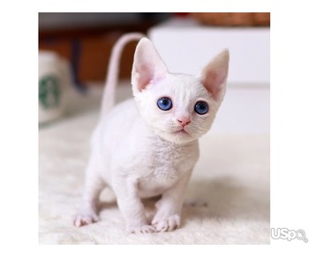stunning Devonrex Kitten