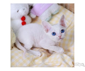 stunning Devonrex Kitten