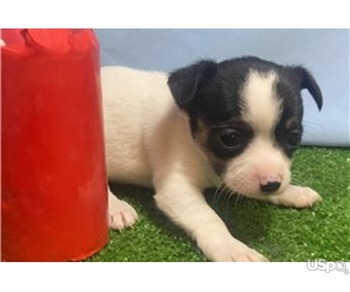 Chihuahua puppy for adoption