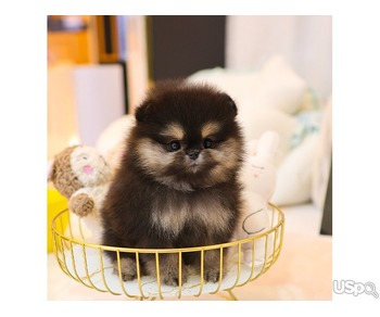 stunning Pomeranian puppy