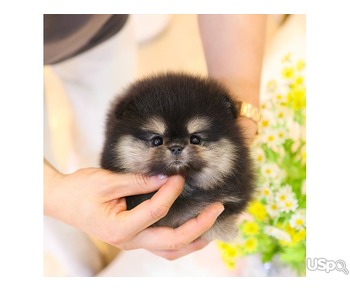 stunning Pomeranian puppy