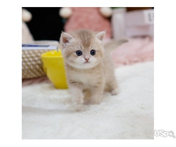 stunning  British Shorthair kitten