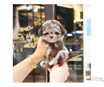 toy poodle puppies