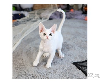 stunning  Devonrex Kitten