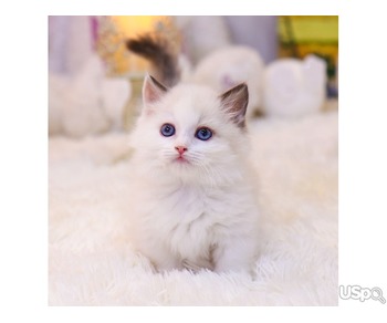Adorable Ragdoll kitten