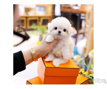 stunning  Maltese Puppy