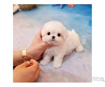 stunning  Maltese Puppy