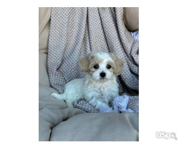 Maltese puppy for adoption