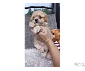 Maltipoo