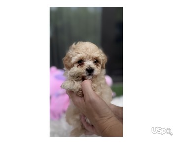 Maltipoo