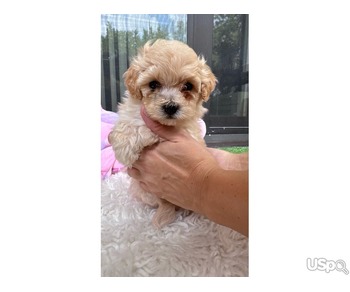 Maltipoo